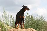 DOBERMANN 695